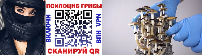 Галлюциногенные грибы Psilocybe  как найти закладки  Железногорск 